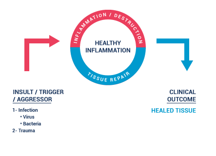 healthy inflammation graphic showing tissue repair and no new inflammation